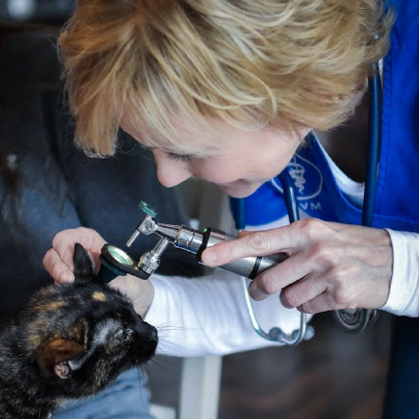 Mobile Veterinarian Sullivan Missouri Pet Country Housecall