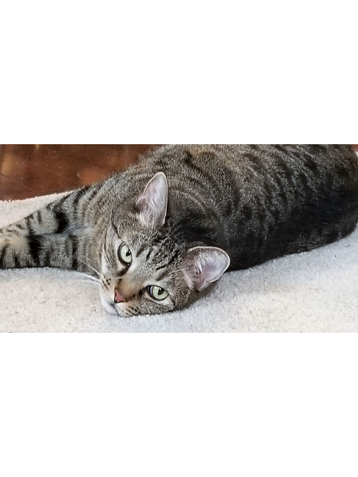 cat Pet Country Housecall Veterinary Services